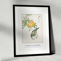 Numata Kashu - Grey Starling and Cercidiphyllum Japonicum illustration from Pictorial Monograph of Birds (1885)