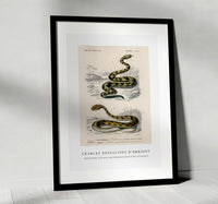 
              Charles Dessalines D'Orbigny - Rattlesnake (Crotale) and Saharan horned Viper (Cerastes)
            