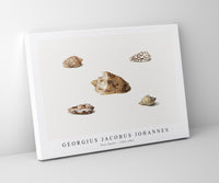 
              Georgius Jacobus Johannes - Five Shells (1782–1861)
            