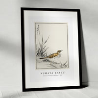 Numata Kashu - Chinese Tree-Pipit and Wheat illustration from Pictorial Monograph of Birds (1885)