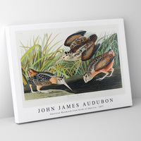 John James Audubon - American Woodcock from Birds of America (1827)