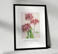 
              Ogawa Kazumasa - Beautiful photomechanical prints of Three Pink Chrysanthemum (1887–1897)
            