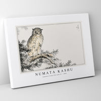 Numata Kashu - Japanese Scops Owl and Fir illustration from Pictorial Monograph of Birds (1885)