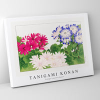 Tanigami Konan - Vintage cineraria flower