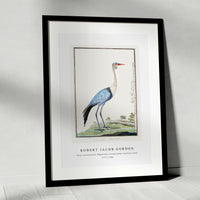 Robert Jacob Gordon - Grus carunculatus Bugeranus carunculatus wattled crane (1777–1786)