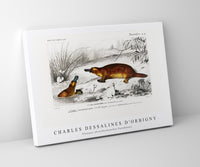 
              Charles Dessalines D'Orbigny - Platypus (Ornithorhynchus Paradoxus)
            