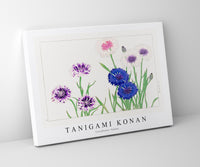 
              Tanigami Konan - Cornflower flower
            