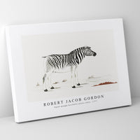 Robert Jacob Gordon - Equus quagga burchellii plains zebra (ca.1777)