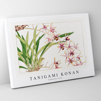 Tanigami Konan - Cymbidium orchid
