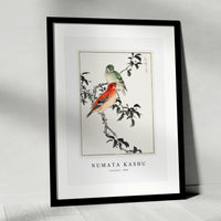 Numata Kashu - Crossbill illustration from Pictorial Monograph of Birds (1885)