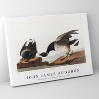 John James Audubon - Brant Goose from Birds of America (1827)