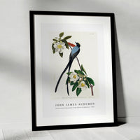 John James Audubon - Fork-tailed Flycatcher from Birds of America (1827)