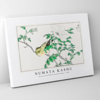 Numata Kashu - Brown-eared Bulbul and Rosa Rugosa illustration from Pictorial Monograph of Birds (1885)