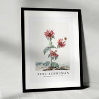 aert schouman - A Red Bergamot in a Landscape-1753