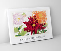 
              Tanigami konan - Dahlia flower
            