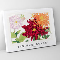 Tanigami konan - Dahlia flower