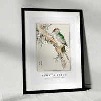 Numata Kashu - Japanese Green Woodpecker illustration from Pictorial Monograph of Birds (1885)