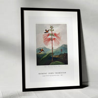 Robert John Thornton - Large–Flowering Sensitive Plant from The Temple of Flora (1807)