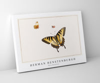 
              Herman Henstenburgh - Three Butterflies
            