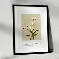 Frederick Sander - Cattleya intermedia punctatissima from Reichenbachia Orchids-1847-1920