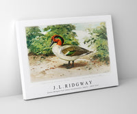 
              J L Ridgway - Green–Winged Teal (Anas Carolinensis, Gmel) 1859-1947
            