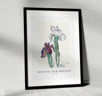 
              Sientje Van Houten - Irises 1897
            