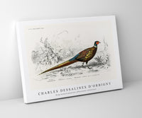 
              Charles Dessalines D'Orbigny - Ring-neckrd pheasant (Phasianus colchicus)
            