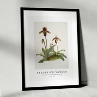 Frederick Sander - Cypripedium (hybridum) pollettianum-1847-1920