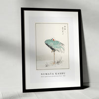 Numata Kashu - White-naped Crane and New Years Fern illustration from Pictorial Monograph of Birds (1885)