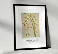 
              Frederick Sander - Cymbidium lowianum from Reichenbachia Orchids-1847-1920
            