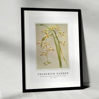 Frederick Sander - Cymbidium lowianum from Reichenbachia Orchids-1847-1920
