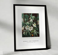 
              Robert John Thornton - The Passiflora Cerulea from The Temple of Flora (1807)
            