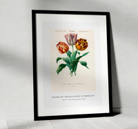 
              Charles Dessalines D'Orbigny - Didier's tulip (Tulipa gesneriana)
            