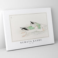 Numata Kashu - Gull illustration from Pictorial Monograph of Birds (1885)