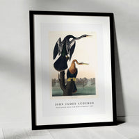 John James Audubon - Black-bellied Darter from Birds of America (1827)
