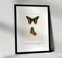 
              Charles Dessalines D'Orbigny - Madagascan Sunset Moth (Urania Riphaeus)
            