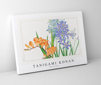 
              Tanigami Konan - Freesia flower
            
