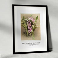 Frederick Sander - Aërides savageanum from Reichenbachia Orchid-1847-1920