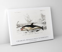 
              Charles Dessalines D'Orbigny - Delphinus delphis
            