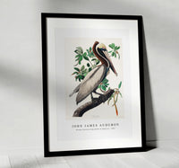 
              John James Audubon - Brown Pelican from Birds of America (1827)
            