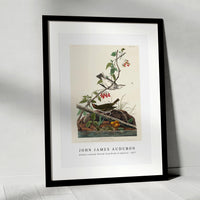 John James Audubon - Golden-crowned Thrush from Birds of America (1827)