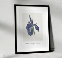 
              Georgius Jacobus Johannes - Iris
            