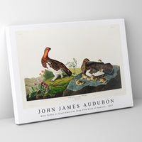 John James Audubon - Wild Turkey or Great American Cock from Birds of America (1827)