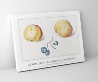 
              Georgius Jacobus Johannes - Twee perzikken en een bloem
            
