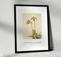 
              Frederick Sander - Cypripedium leeanum var giganteum from Reichenbachia Orchids-1847-1920
            