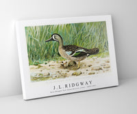 
              J L Ridgway - Blue–Winged Teal (Anas Discors, Linn) 1859-1947
            