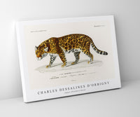 
              Charles Dessalines D'Orbigny - Jaguar (Panthera Onca)
            