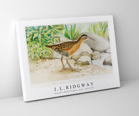 
              J L Ridgway - King Rail (Rallus Elegans, Aud) 1859-1947
            