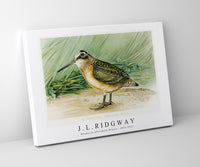 
              J L Ridgway - Woodcock (Philohela Minor) 1859-1947
            