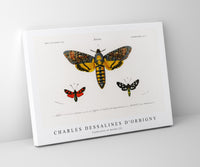 
              Charles Dessalines D'Orbigny - Collection of moths (2)
            